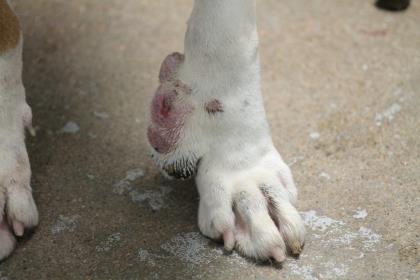 Paw with Mass